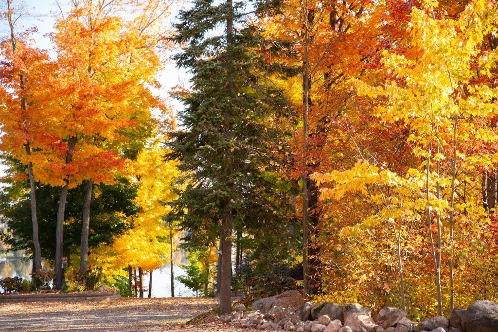 Fall colours on the roadside in the Astorville area.
