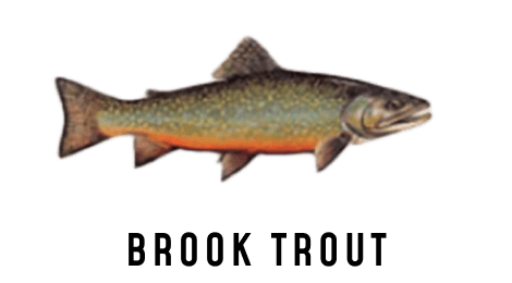 Illustration of a Brook Trout.