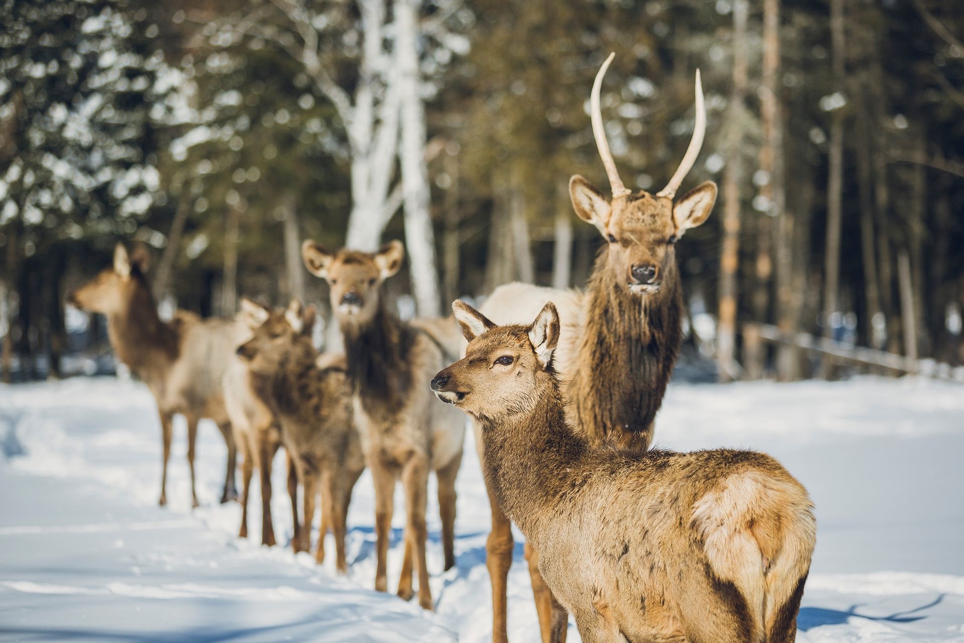a small herd of elk stand in the snow