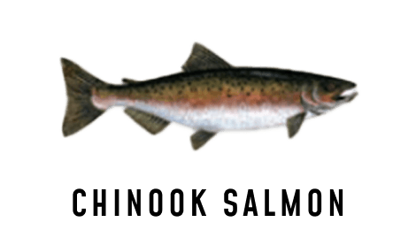 Illustration of a Chinook Salmon.