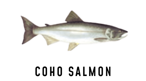 Illustration of a Coho Salmon.