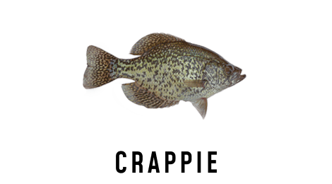 An illustration of a crappie