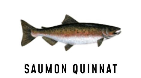 Une illustration d'un saumon quinnat.