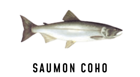 Une illustration d'un saumon coho.