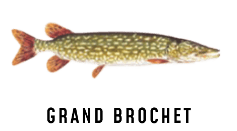 Une illustration d’un grand brochet