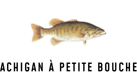 Une illustration d’un achigan à petite bouche.