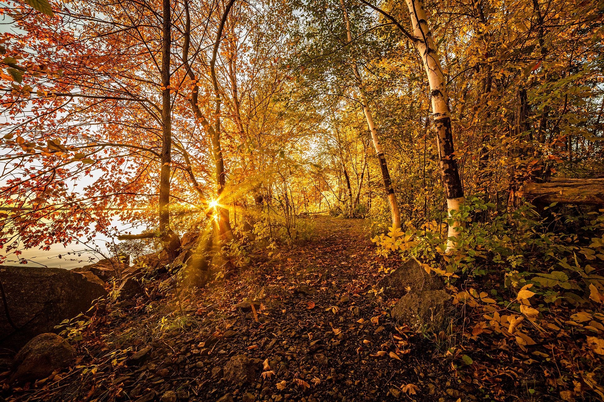 Sunlight coming through trees showing fall colours