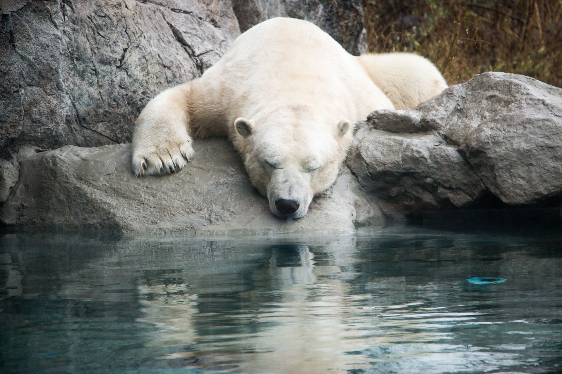 Ganuk, the polar bear, rests at the Cochrane Polar Bear Habitat.