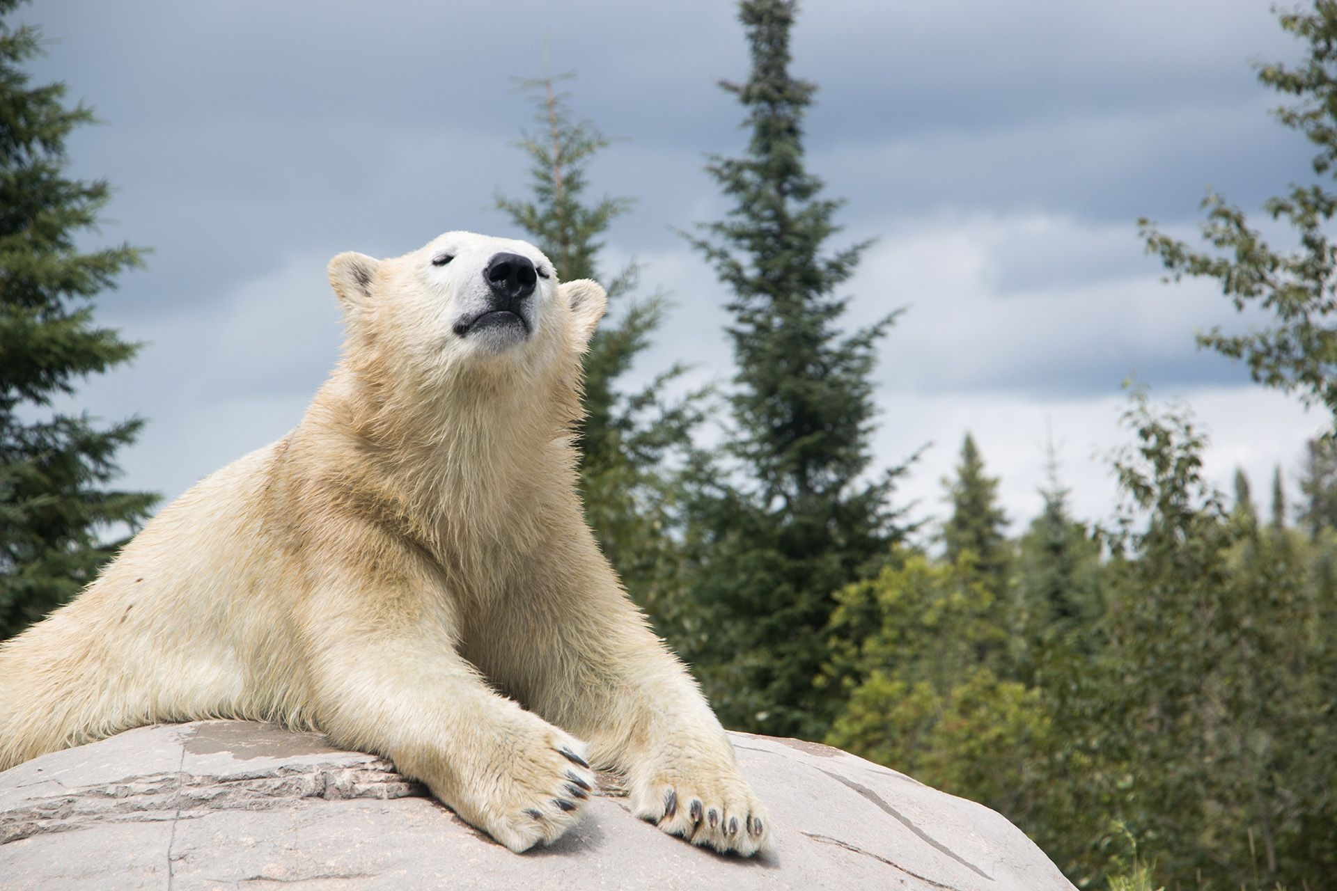 Henry the Polar Bear at the Cochrane Polar Bear Habitat