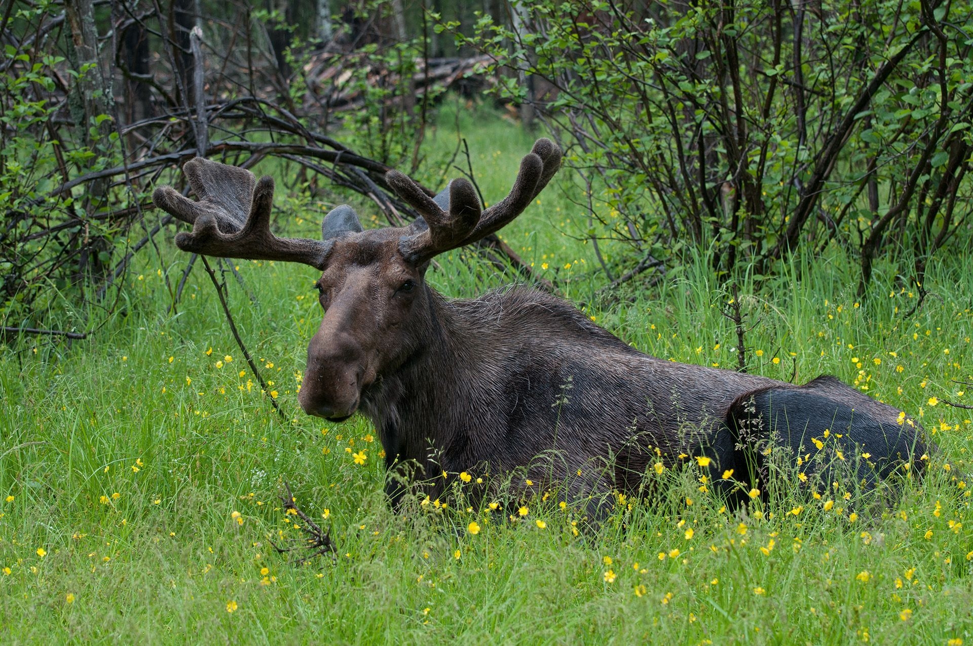 A moose peers out from tall grass.