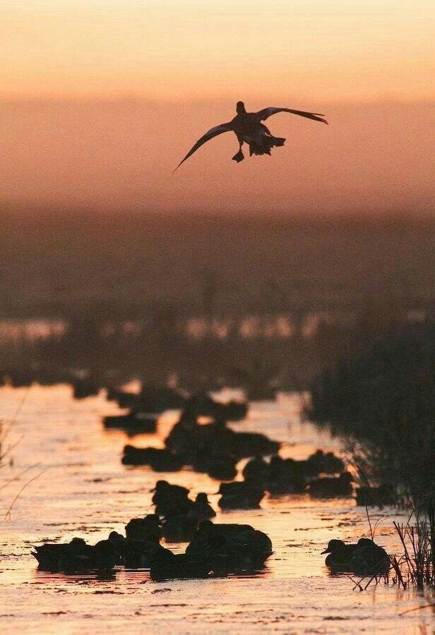 A duck flies into a pink sunset sky.