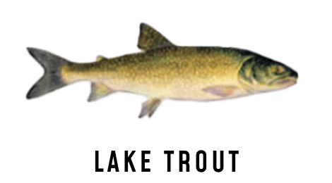 An illustration of a lake trout.