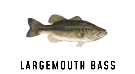 An illustration of a largemouth bass.