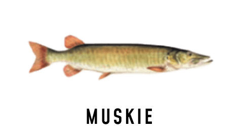 An illustration of a muskie.