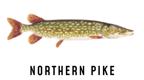 An illustration of a northern pike.