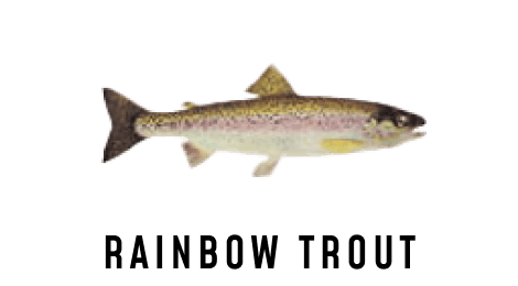 An illustration of a rainbow trout.