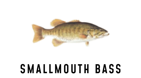 An illustration of a smallmouth bass.