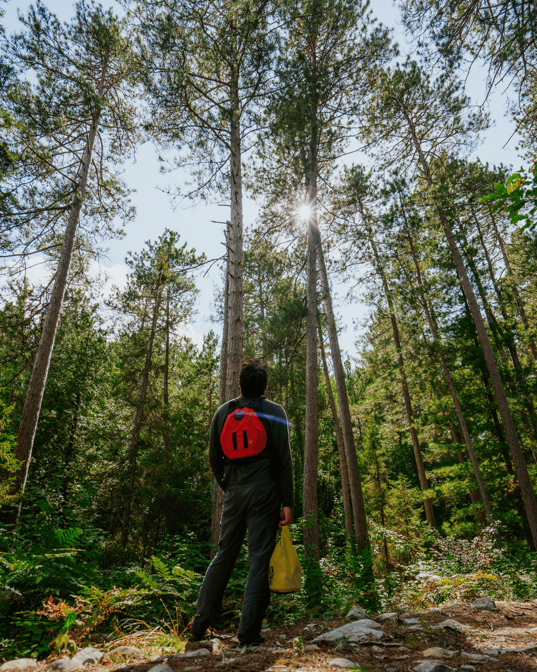 man standing in a forest in temagami looking up at the trees