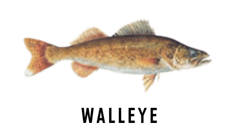 An illustration of a walleye.