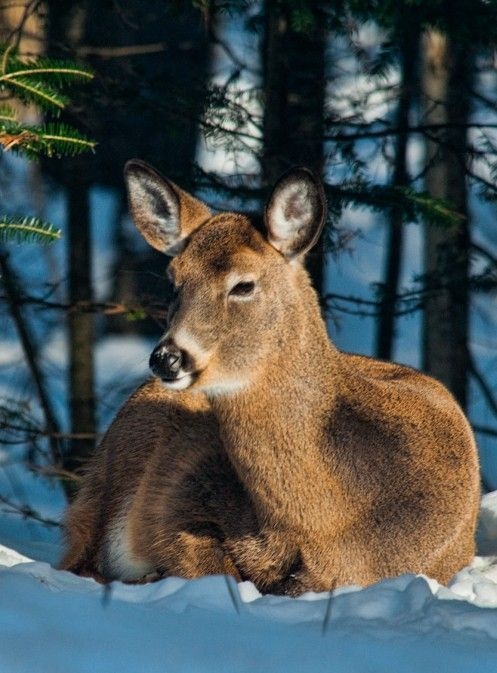 A whitetail deer rests on a snowbank.
