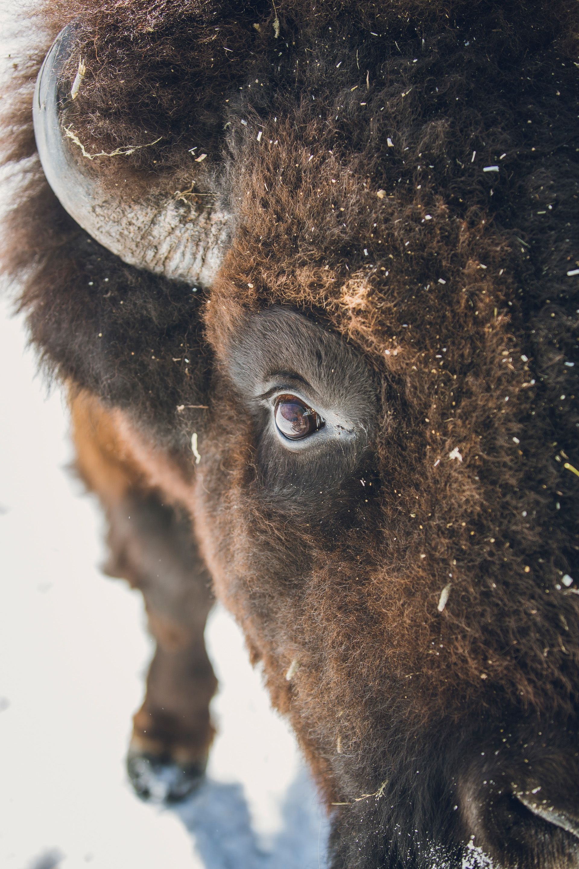 A close up shot of a bison's eye as he looks into the camera with snow in his fur.