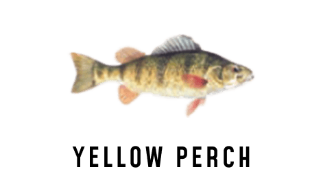 An illustration of a yellow perch.