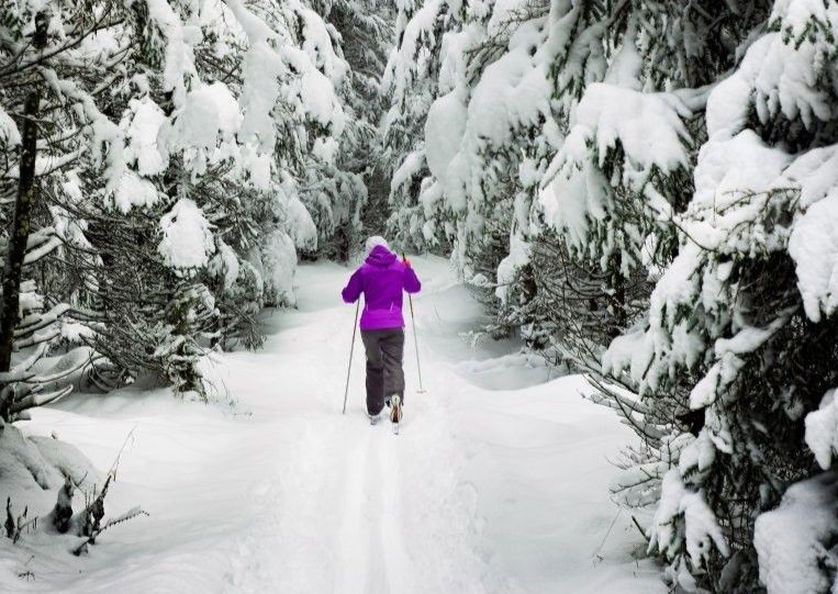 A person in a purple jacket cross country skis through snow covered trees.