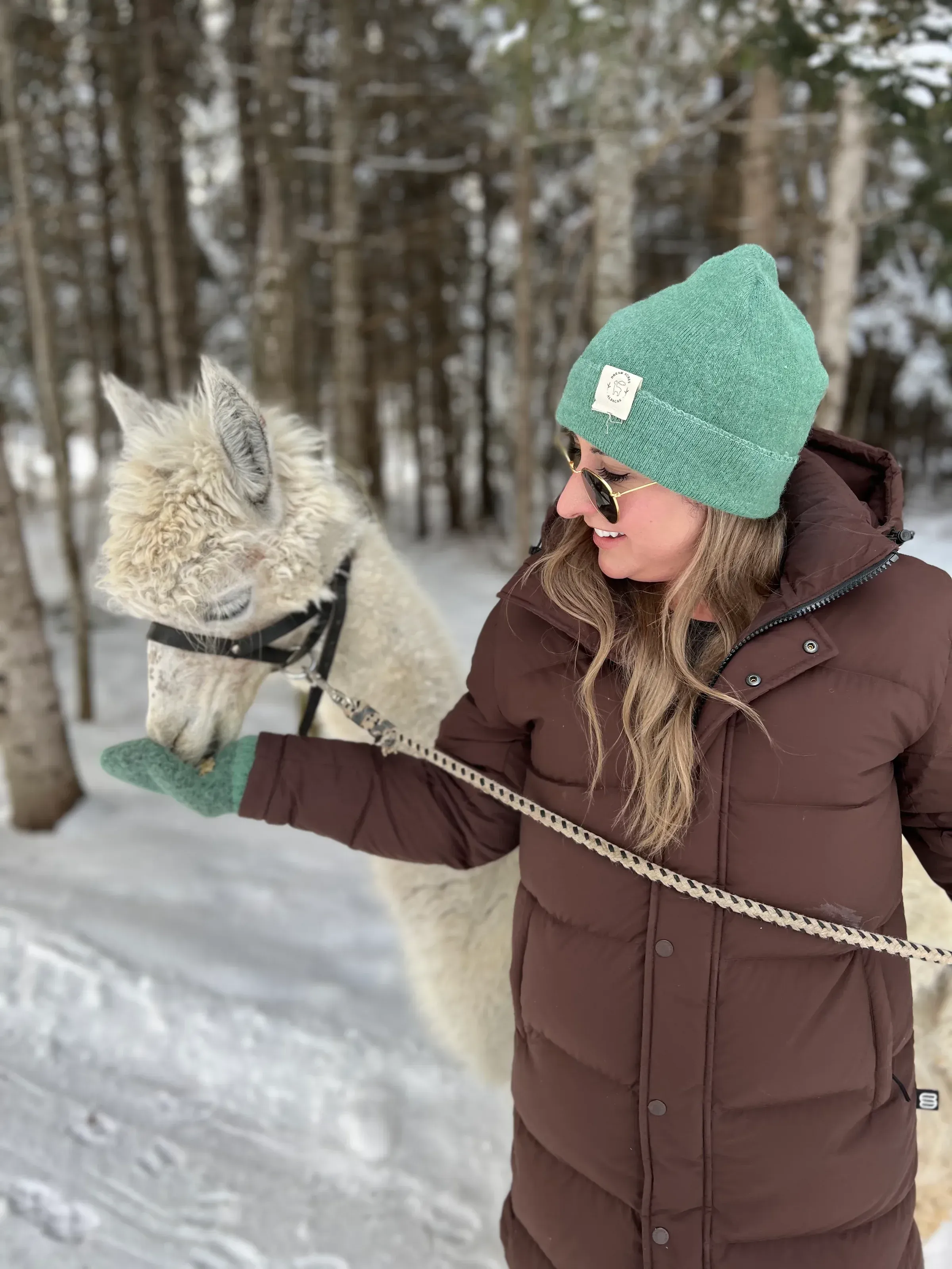 Une dame porte un manteau brun et une tuque turquoise. Elle tient un alpage en laisse et le nourrit.