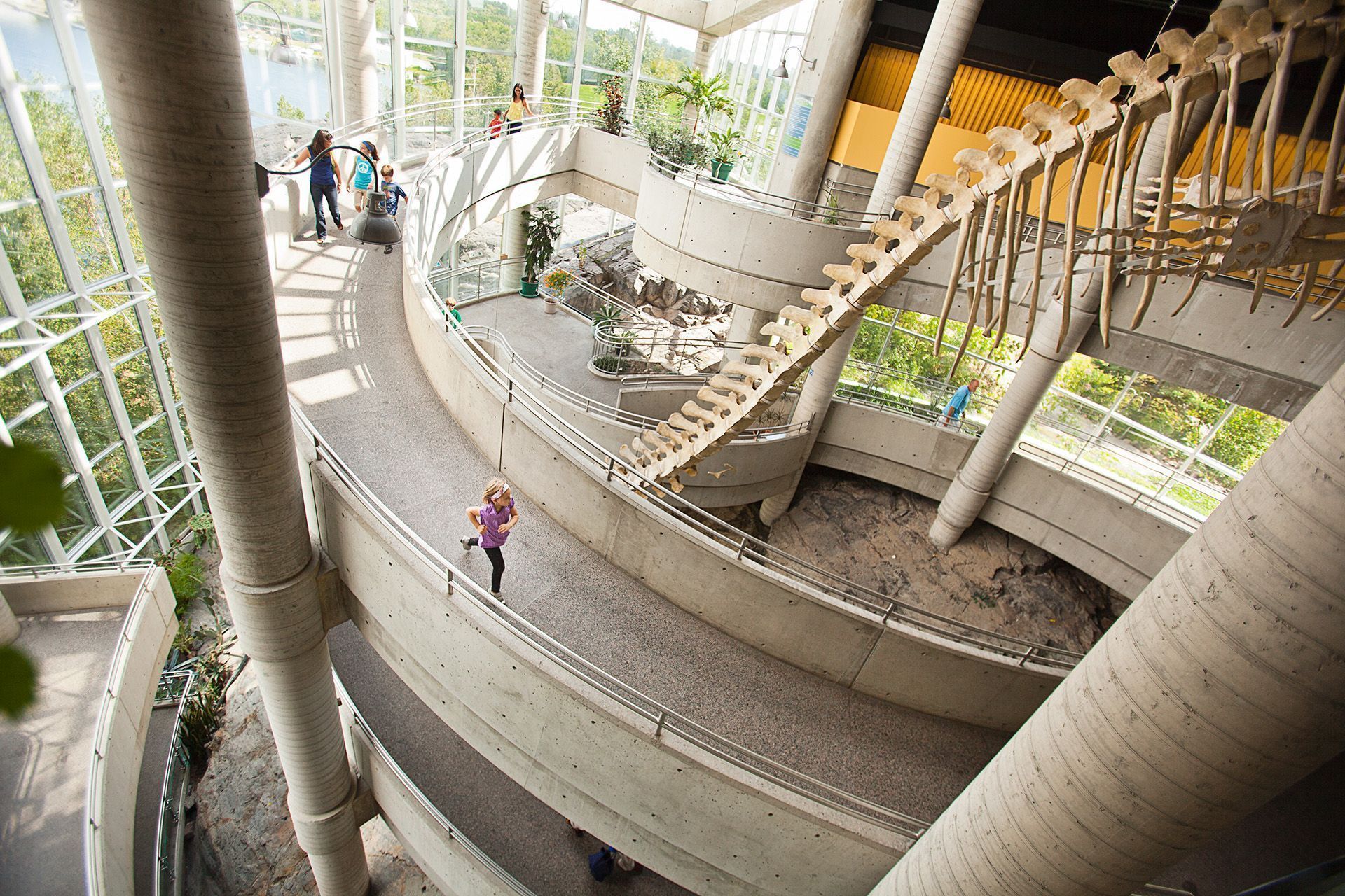 A kid is running down the ramp at the Sudbury Science North next to a dinosaur skeleton.