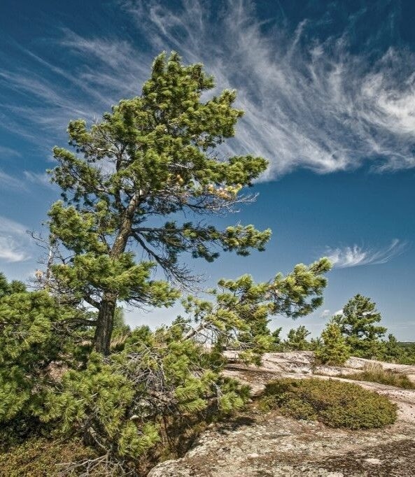 A windswept pine tree in front of a bright blue sky in Killarney.