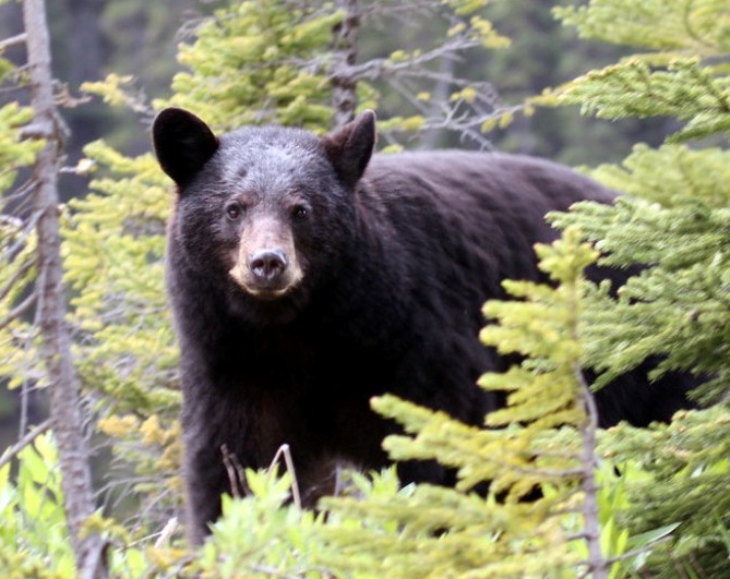 Black Bear Hunting Northeastern Ontario