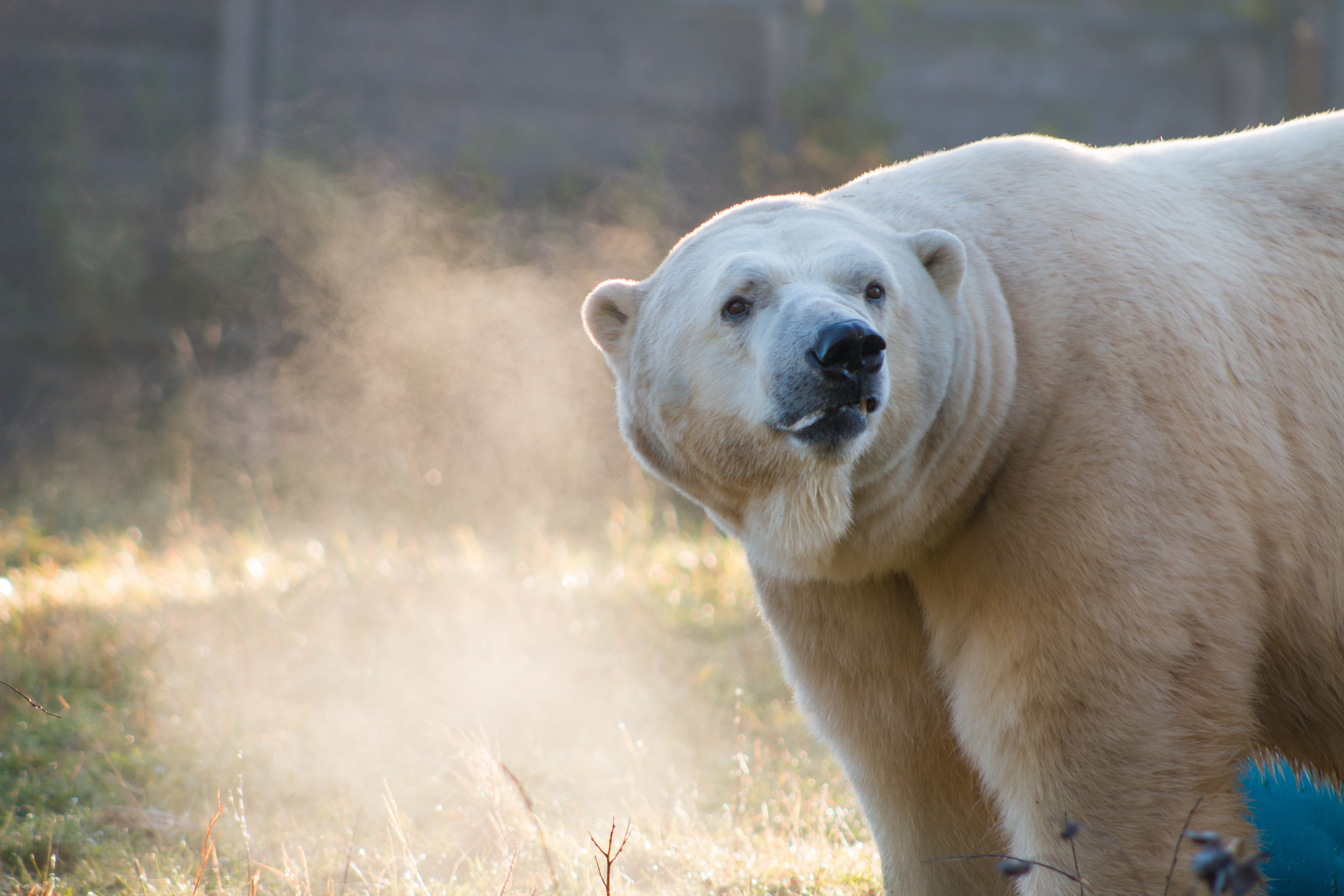 Meet the Bears: Visit the Polar Bear Habitat in Cochrane, Ontario