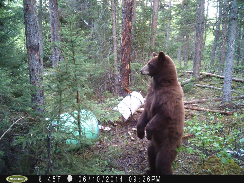 Your Trail Cam Photos: What Wildlife is Up to When We’re Not Watching
